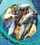 「【三重県】イカダ＆カセ釣果速報　60cmクロダイに五目釣りも好調！」の画像3