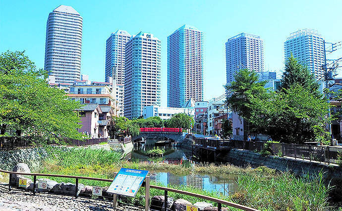 隅田川で餌ハゼ釣り 12cm頭にマハゼ100尾超え達成 佃堀 19年9月16日 エキサイトニュース