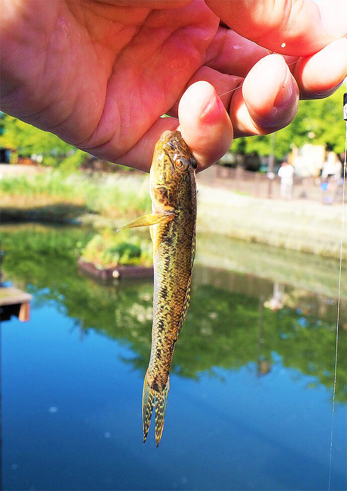 隅田川で餌ハゼ釣り 12cm頭にマハゼ100尾超え達成 佃堀 19年9月16日 エキサイトニュース