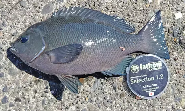 「フカセ釣りでメジナ＆クロダイ2大本命キャッチ【静岡県・清水港】」の画像