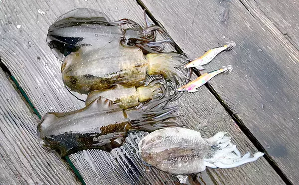 「エギング初心者に秋アオリイカを簡単に釣らせるマル秘テクニック公開」の画像