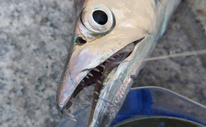 「ジグヘッド」✕「タチウオ尻尾」＝『共食いメソッド』　徹底解説！