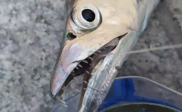 「「ジグヘッド」✕「タチウオ尻尾」＝『共食いメソッド』　徹底解説！」の画像