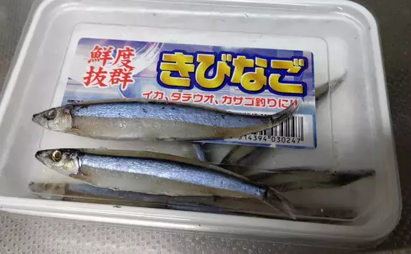 「「ジグヘッド」✕「タチウオ尻尾」＝『共食いメソッド』　徹底解説！」の画像