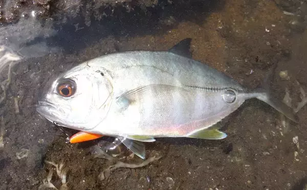 「メッキゲームで18㎝本命　狙いはスロープ周辺シャローエリア【真鶴港】」の画像