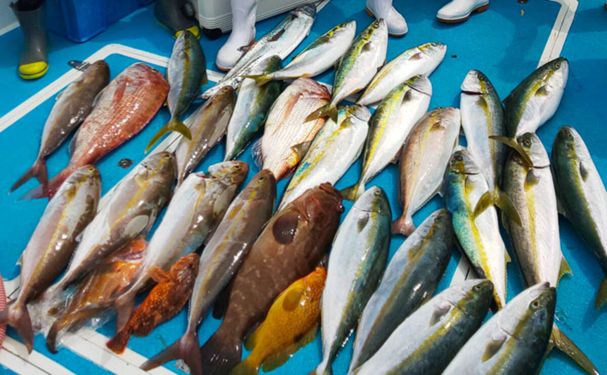 玄界灘 落とし込み釣果速報 ヒラマサ カンパチ タカバにマダイ 19年9月日 エキサイトニュース