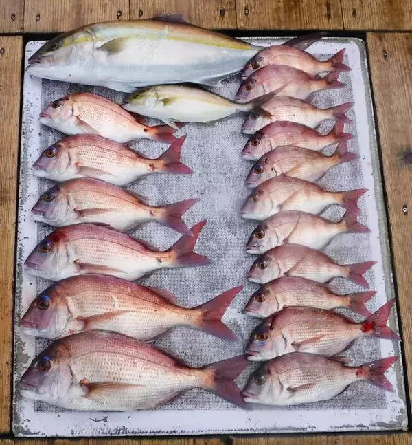 「【愛知県】船釣り釣果速報　63㎝頭にイシダイ19尾！マダイにサワラも」の画像