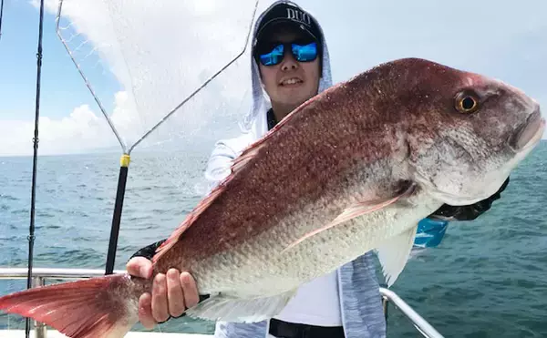 「【愛知県】船釣り釣果速報　63㎝頭にイシダイ19尾！マダイにサワラも」の画像