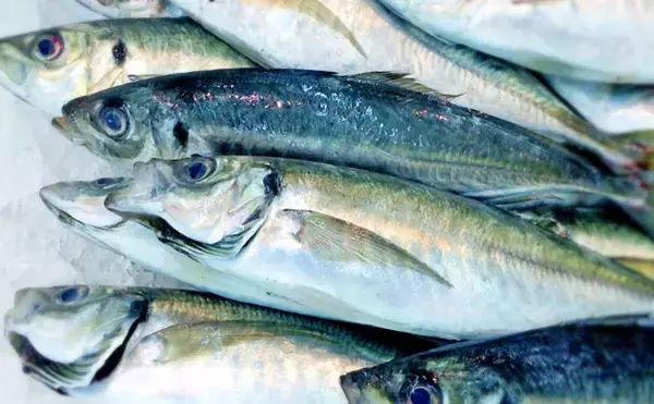 「【東日本編】9月に旬を迎える美味しい海の幸5選　関東は黄金サバ！」の画像