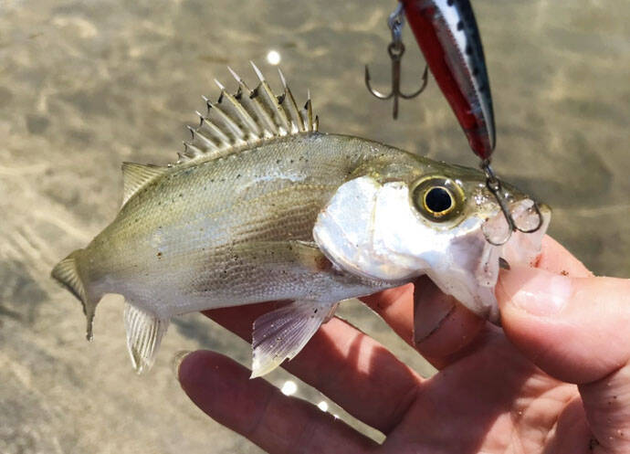 気軽に楽しむデイのライトゲームでヒラセイゴ メッキ 静岡県 19年9月23日 エキサイトニュース
