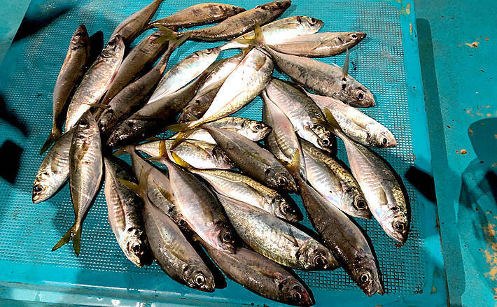 バチコンアジングで30 前後マアジ33尾 メリハリが重要 良栄丸 19年9月29日 エキサイトニュース