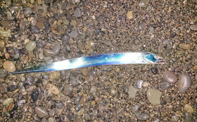 台風後のサーフタチウオ＆青物ジギングで2大ターゲット手中【三保海岸】