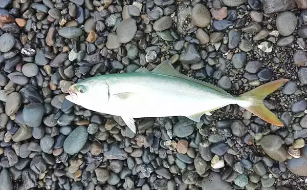 「台風後のサーフタチウオ＆青物ジギングで2大ターゲット手中【三保海岸】」の画像