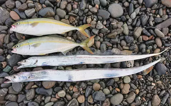 「台風後のサーフタチウオ＆青物ジギングで2大ターゲット手中【三保海岸】」の画像