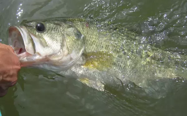 今さら聞けない『特定外来生物法』　実は身近な植物も指定されていた？