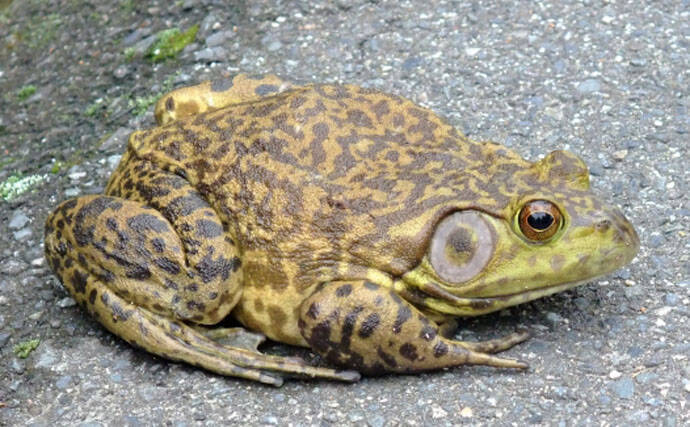 今さら聞けない 特定外来生物法 実は身近な植物も指定されていた 19年9月28日 エキサイトニュース