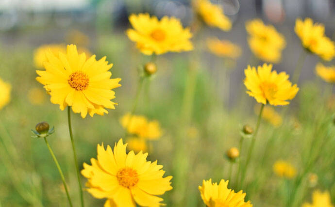 今さら聞けない『特定外来生物法』　実は身近な植物も指定されていた？