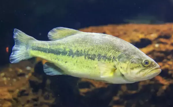 「今さら聞けない『特定外来生物法』　実は身近な植物も指定されていた？」の画像