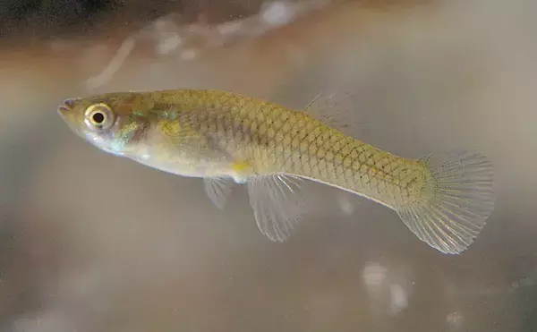 「今さら聞けない『特定外来生物法』　実は身近な植物も指定されていた？」の画像