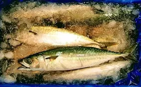 名前からして物悲しい 死滅回遊魚 を解説 映画で超有名なサカナも 19年10月4日 エキサイトニュース