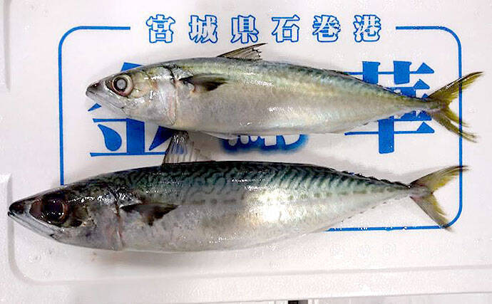 水産会社のプロが教える おいしい旬魚 の見分け方 秋サバ 19年10月3日 エキサイトニュース