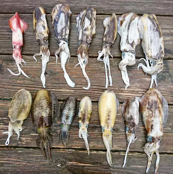 「【三重県】イカダ＆カセ釣果速報　80㎝マダイにクロダイ＆アオリイカも」の画像