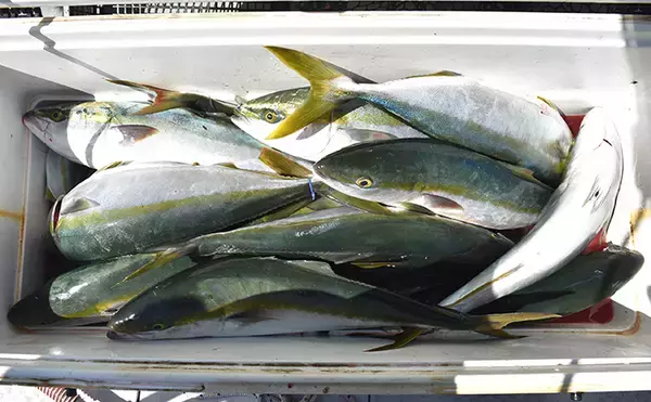 「通称『ジグの墓場』で痛快青物ジギング　ハマチが乱舞【兵庫・浜栄丸】」の画像