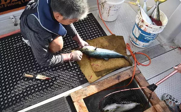 「通称『ジグの墓場』で痛快青物ジギング　ハマチが乱舞【兵庫・浜栄丸】」の画像