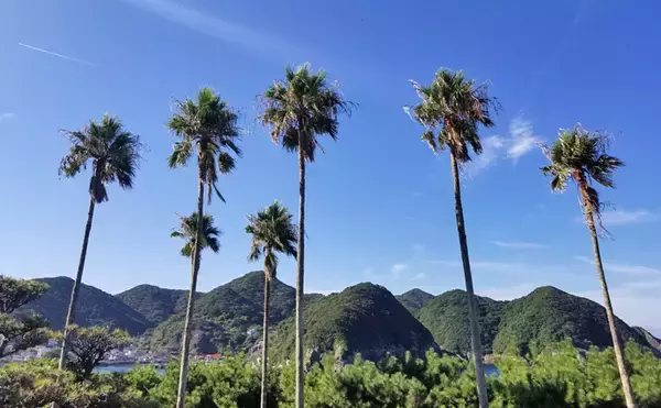 「アオリイカ新子狙いのエギングで500g頭に5尾【鹿児島県・枕崎港】」の画像
