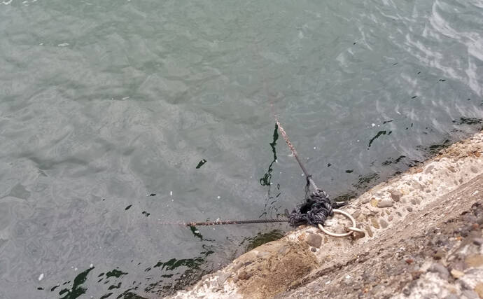 アオリイカ新子狙いのエギングで500g頭に5尾【鹿児島県・枕崎港】
