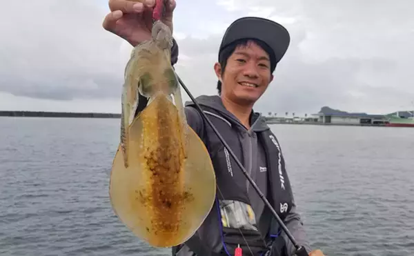 アオリイカ新子狙いのエギングで500g頭に5尾【鹿児島県・枕崎港】