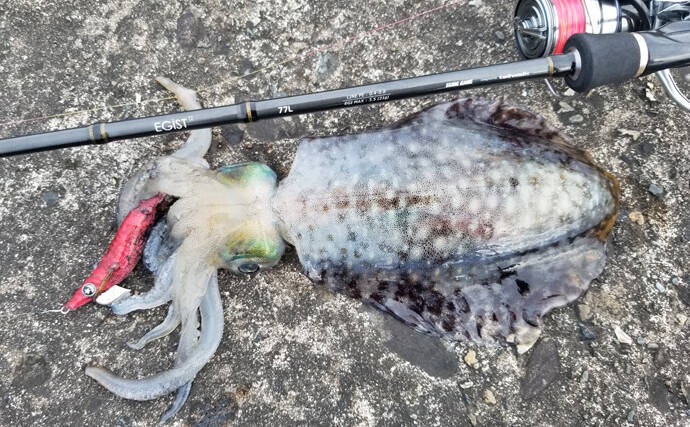アオリイカ新子狙いのエギングで500g頭に5尾【鹿児島県・枕崎港】