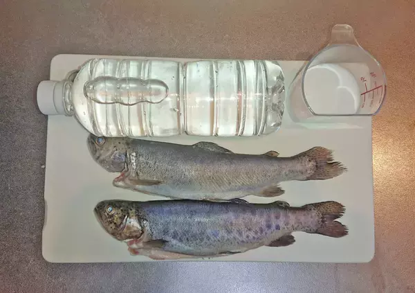 「【釣果レシピ】ニジマスの一夜干し：塩焼きに飽きたらオススメ！」の画像