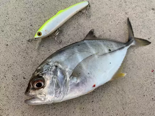 「エギング＆メッキゲームで秋満喫　400gアオリイカ手中【相賀浦漁港】」の画像