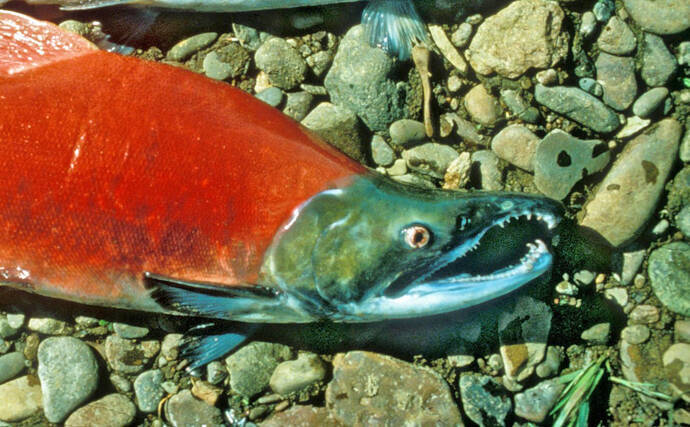 サケ科のオスの顔が いかつい 理由 繁殖期は口と歯が武器化する 19年10月13日 エキサイトニュース
