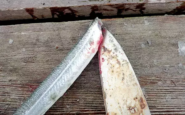 「【釣魚レシピ】サヨリの天ぷら＆みりん干し：釣り場で捌く理由とは？」の画像