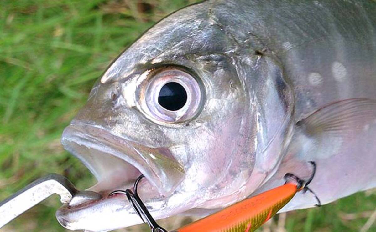 超高速巻き トゥイッチでメッキゲーム攻略 障害物周りで連発 三重 19年10月11日 エキサイトニュース