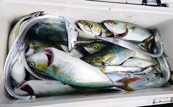 「【愛知県】船釣り釣果速報　103cm巨大ブリに幻の魚クエも登場！」の画像