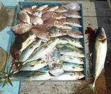 「【愛知県】船釣り釣果速報　103cm巨大ブリに幻の魚クエも登場！」の画像6
