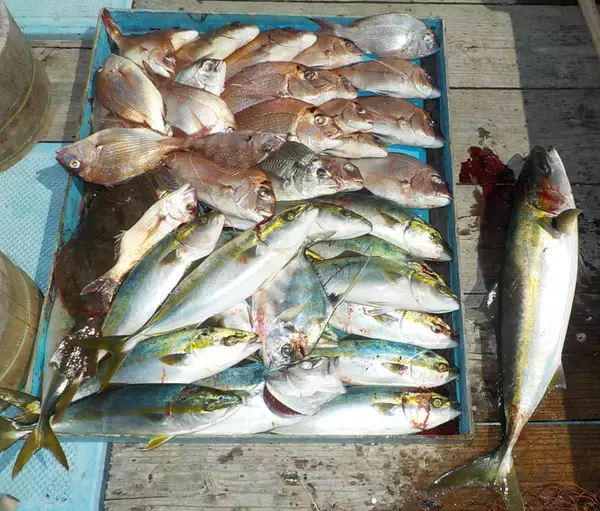 「【愛知県】船釣り釣果速報　103cm巨大ブリに幻の魚クエも登場！」の画像