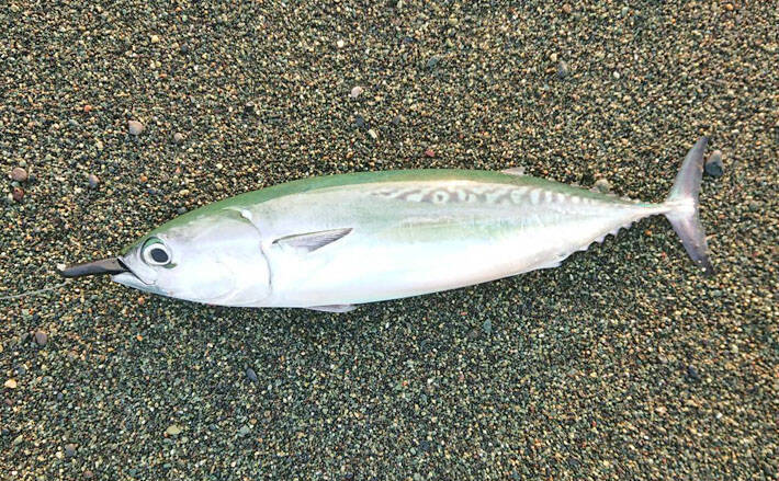 大磯海岸でサーフトローリング ソーダガツオにヒラスズキ手中 神奈川 2019年10月10日 エキサイトニュース