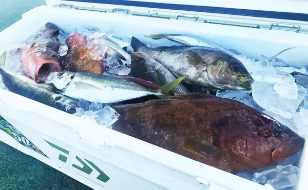 SLJ＆ボートアジングで良型イサキにマダイに37cmアジ！【長崎県】