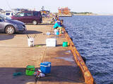 「堤防サビキ釣りで15cm級アジ66尾　釣果はアジ寿司へ【富津新港】」の画像3
