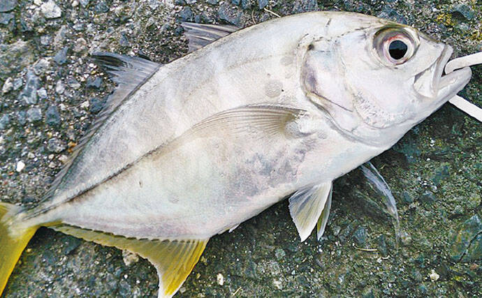 ショアライトプラッキング ジギング満喫 メッキやオオモンハタなど 19年10月9日 エキサイトニュース