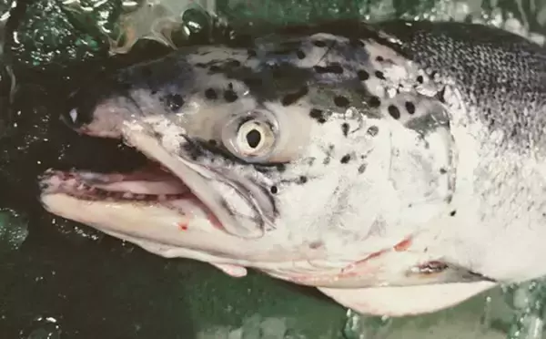 「プロが教える「おいしい旬魚」の見分け方：秋サケ　商品形態ごとに解説」の画像