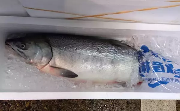 「プロが教える「おいしい旬魚」の見分け方：秋サケ　商品形態ごとに解説」の画像