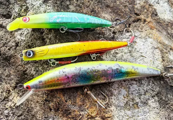 「奥能登の2大ロックショアゲーム「ヒラマサ」＆「ヒラスズキ」を解説」の画像