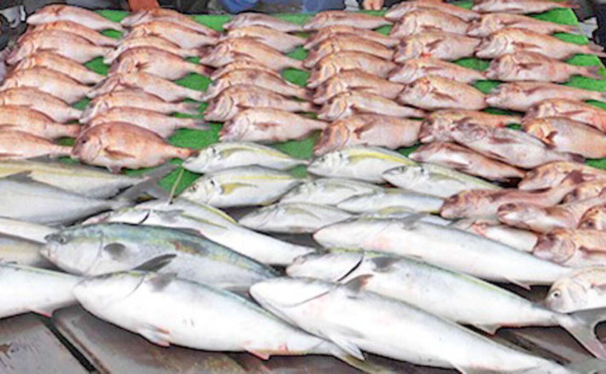 三重県 海上釣り堀釣果速報 マダイ50匹超えに青物ももれなく登場 19年10月12日 エキサイトニュース