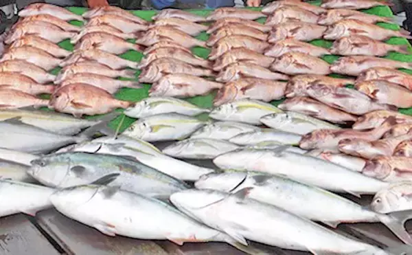 【三重県】海上釣り堀釣果速報　マダイ50匹超えに青物ももれなく登場