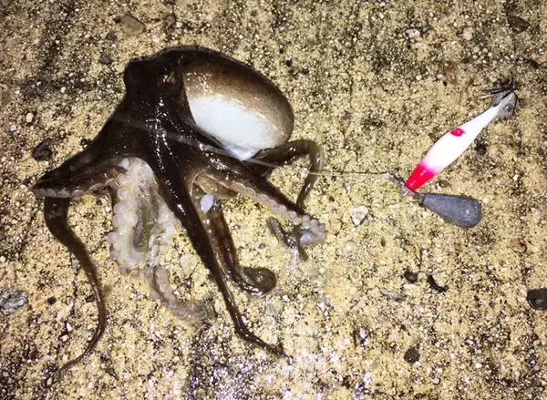 「釣りパラダイス『能登半島』　オススメの秋の陸っぱり釣り２選【石川】」の画像